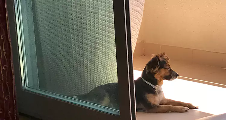 French Door Pet Screen Repair in Castro Valley, CA